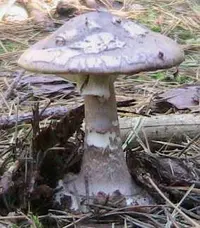 Grey-veiled Amanita (Amanita porphyria) plant