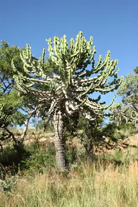 candelabra Tree (Euphorbia cooperi) plant