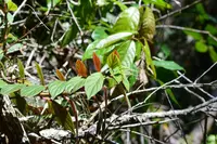 Columnea schiedeana