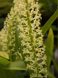Tapered sphinx orchid (Liparis condylobulbon) plant