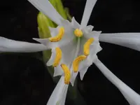 Pancratium foetidum flower