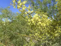 bramble acacia