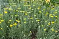 Yarrow