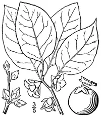 american persimmon