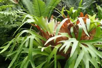 Elkhorn Fern (Platycerium bifurcatum) plant