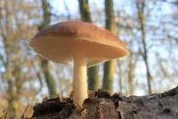 Deer Mushroom