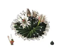 Mammillaria zephyranthoides (Mammillaria zephyranthoides) plant