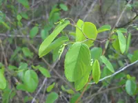 rattan vine (Berchemia scandens) plant
