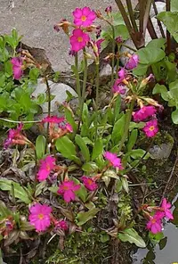 rosy primrose (Primula rosea) plant
