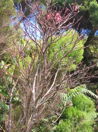 Azores Blueberry