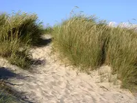 marram grass (Calamagrostis arenaria) plant