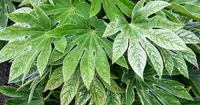 Japanese Fatsia