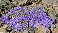 Carpetflower