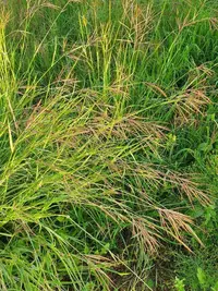 sweetpitted grass