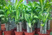 Dracaena fragrans