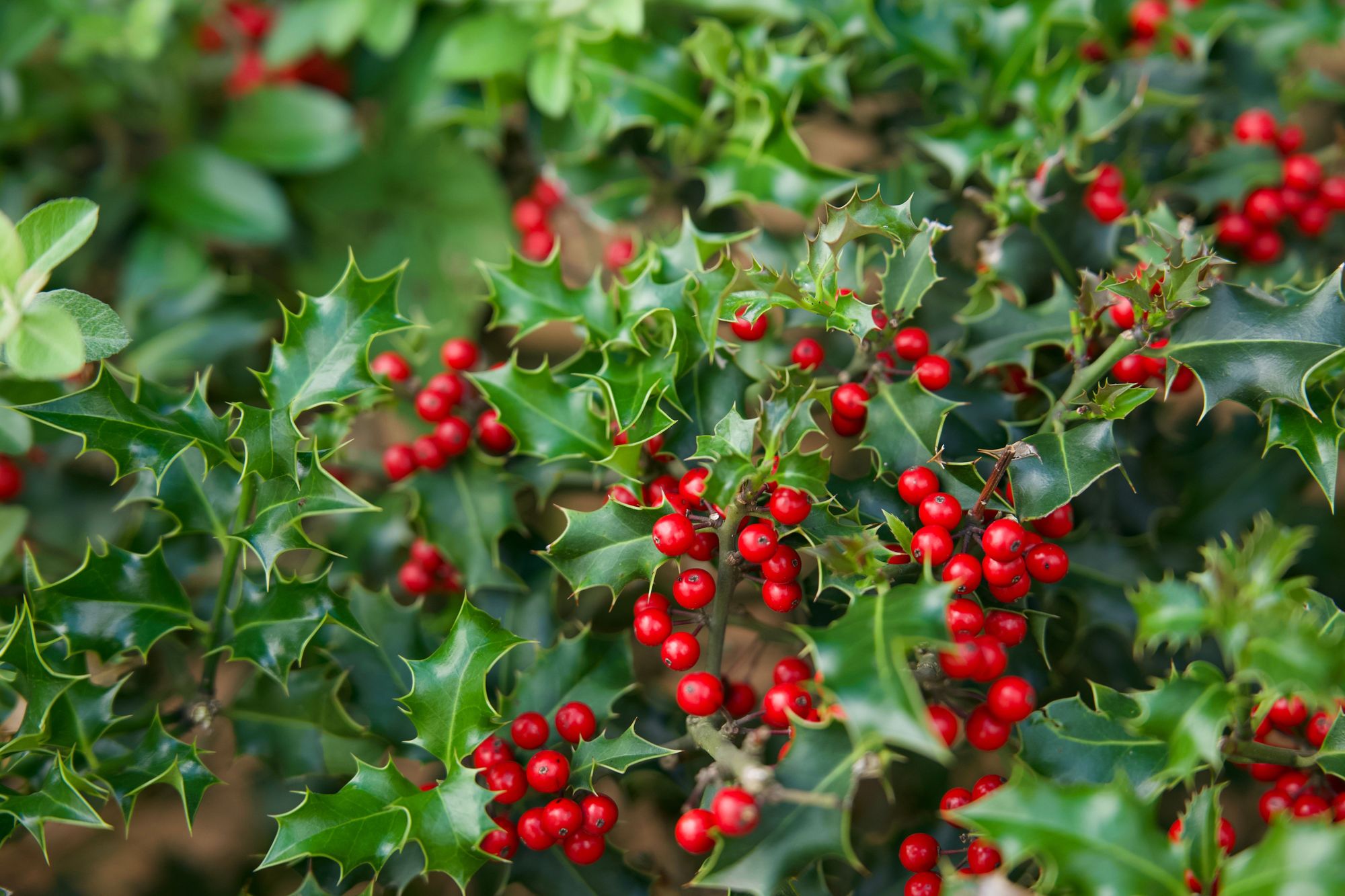 Bushes With Thorns - Holly