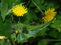 common sowthistle (Sonchus oleraceus) plant