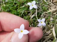 rose bluet (Houstonia rosea) plant