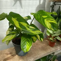 Golden Variegated Ctenanthe (Ctenanthe marantifolia 'Golden Mosaic') plant