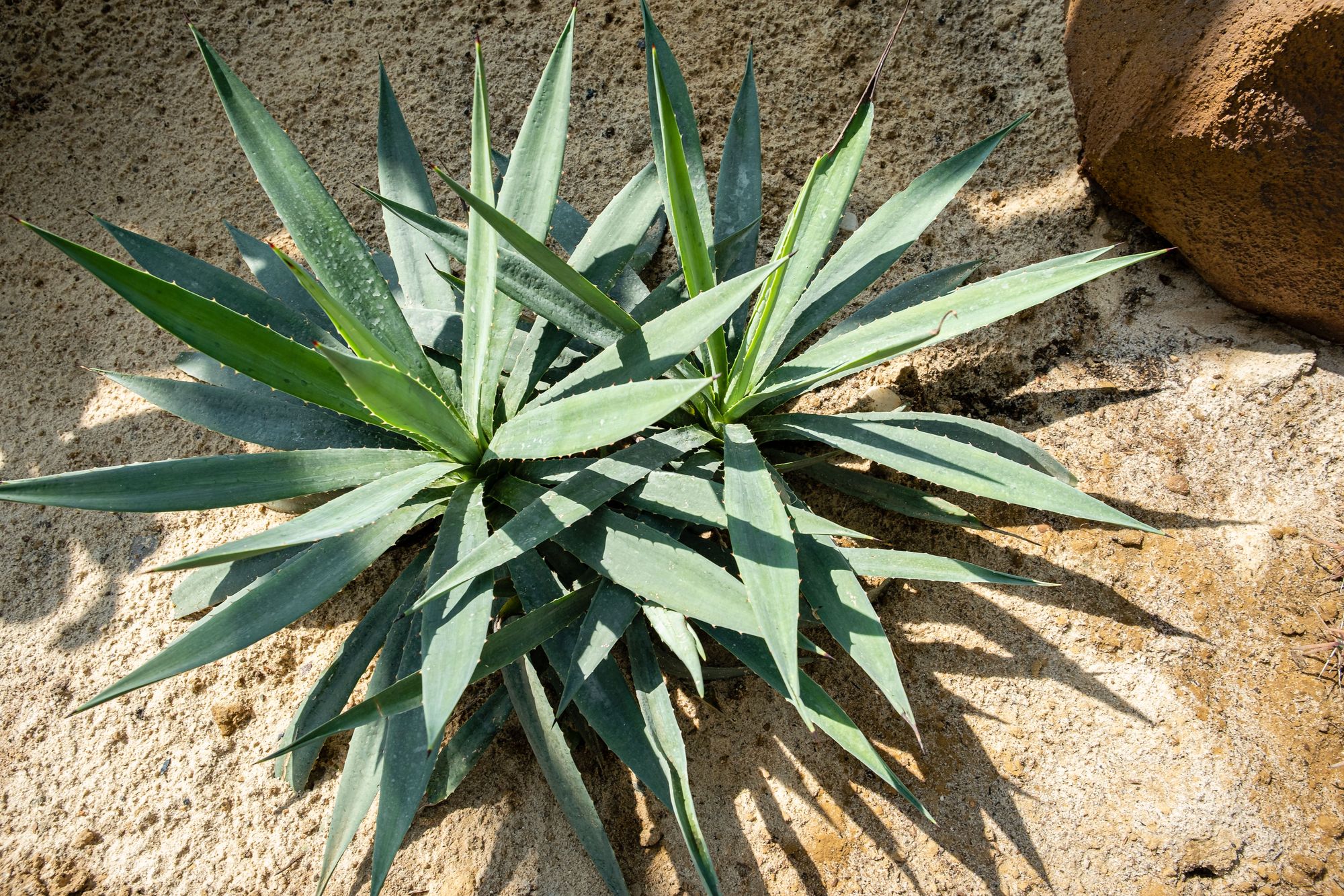 Thorny Plants - Agave