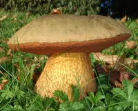 Boletus luridellus