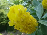 Pineapple Broom (Argyrocytisus battandieri) plant
