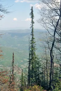 Serbian Spruce (Picea omorika) plant