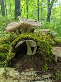 Eastern American Platterful Mushroom