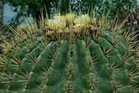Acitrón barrel cactus