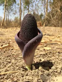 Amorphophallus aphyllus