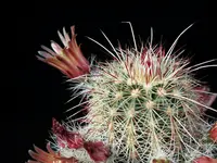 brownspine hedgehog cactus