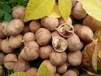 bitternut hickory (Carya cordiformis) plant