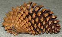 Knobcone Pine