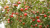 Malus domestica 'Fuji' apples