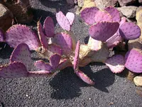 purple pricklypear