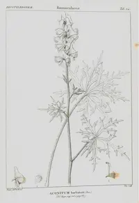slenderleaf monkshood (Aconitum barbatum) plant