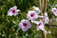 Pandorea jasminoides blooms