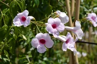 Pandorea jasminoides blooms