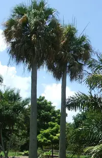 Puerto Rico palmetto
