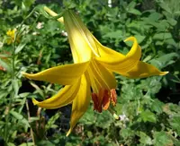 lemon lily