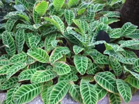 zebra calathea