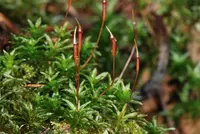 Selwyn's atrichum moss (Atrichum selwynii) plant
