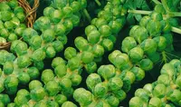 Brassica oleracea var. gemmifera outdoor