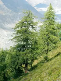 European Larch