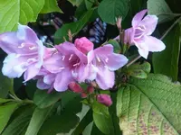 oldfashioned weigela (Weigela florida) plant