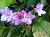 oldfashioned weigela (Weigela florida) plant
