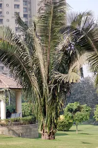 Cohune Palm