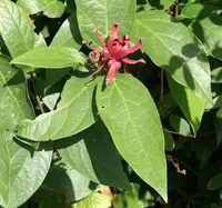 spicebush