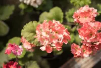 Horseshoe geranium