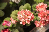 Horseshoe geranium